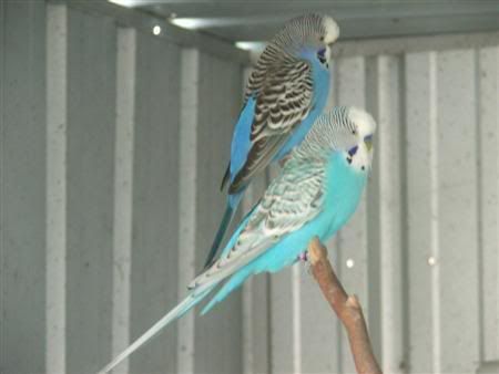 13thjanbirds056Custom.jpg