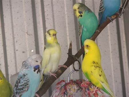 13thjanbirds057Custom.jpg