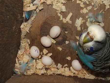 tweetbreed004.jpg