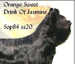 Orange Sweet Drink of Jasmine