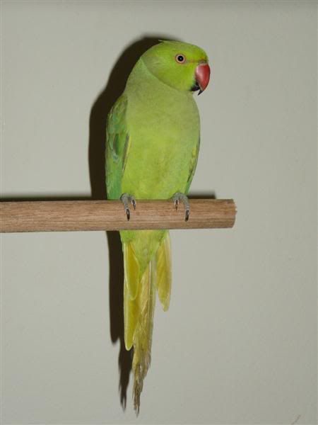 Female Ringneck