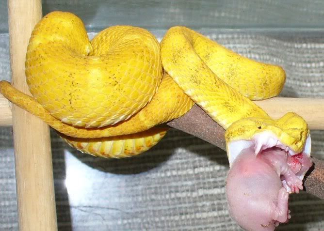 baby gaboon viper