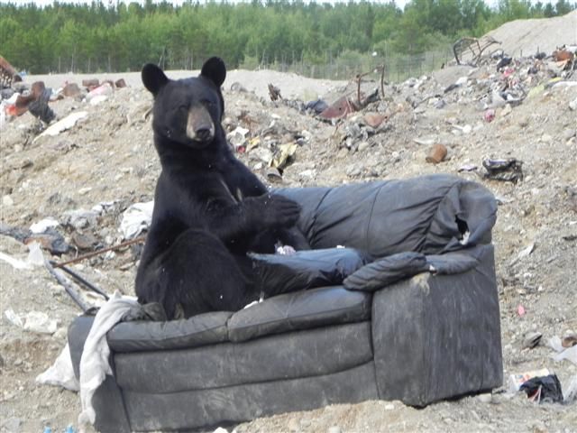 bear.jpg