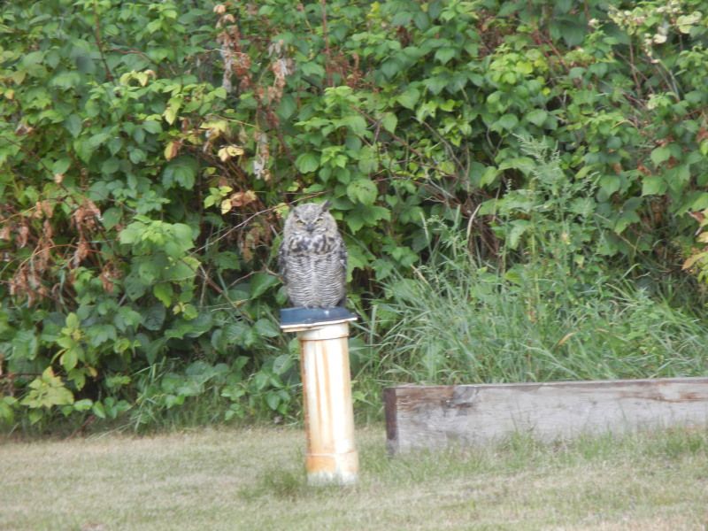 owl038.jpg