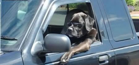 8820Block20Dog20Cruiser.jpg