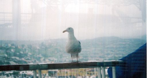 mexicanseagul.bmp