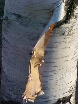 peelingbirch.jpg