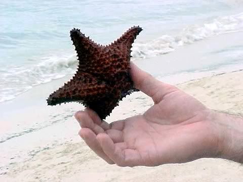 starfish2.jpg