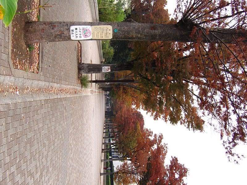 IMAGE: http://img.photobucket.com/albums/v409/blacvios/autumnleaves.jpg