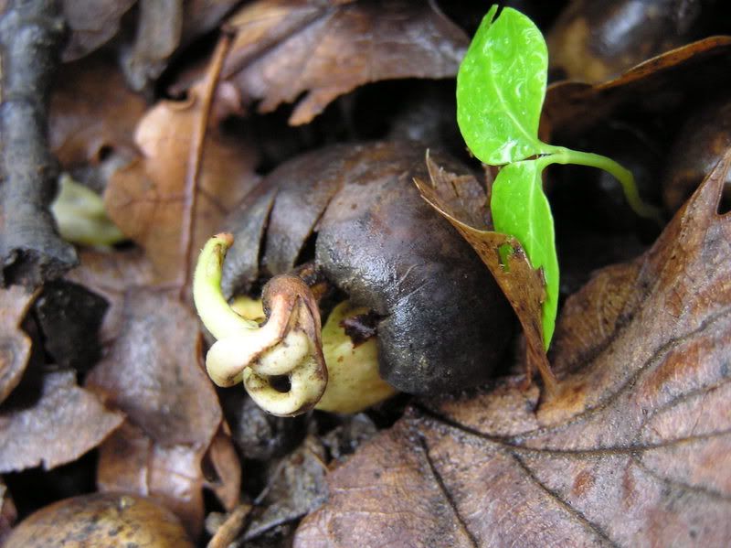 Quercus rober?