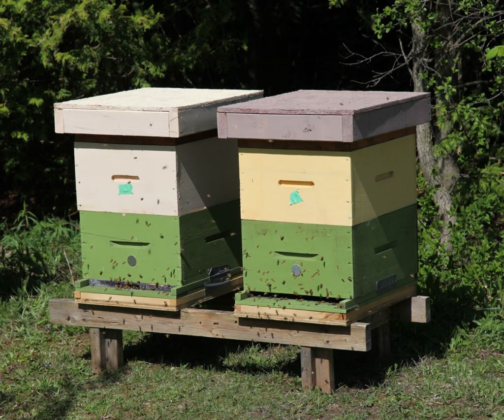Bee-Hive-2.jpg
