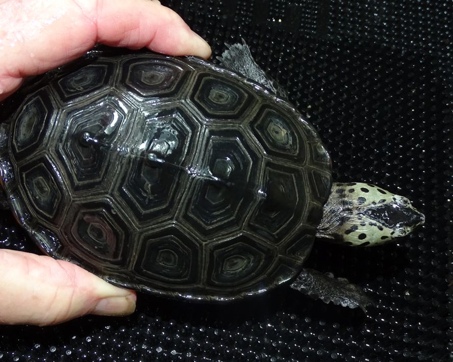 For Sale - Male Diamondback Terrapin Breeder 