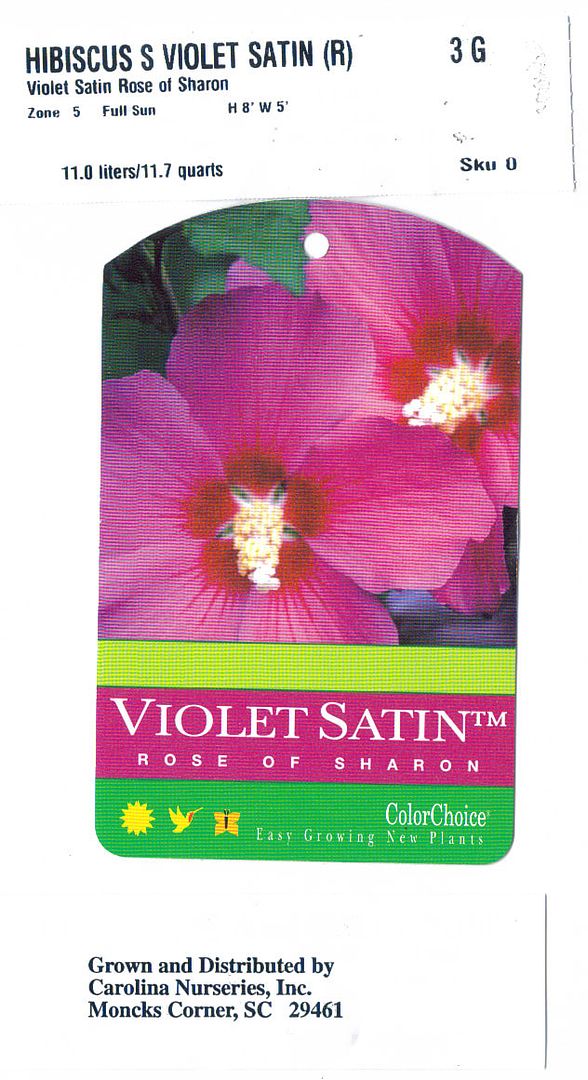 1VioletSatin-1.jpg