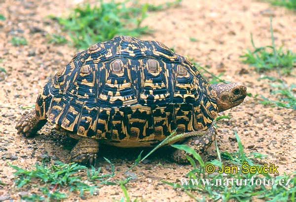 leopard-tortoise--geochelone-pardal.jpg