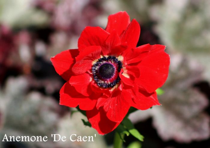 Aug 2013 photo AnemoneDeCaensm_zpsa8553147.jpg