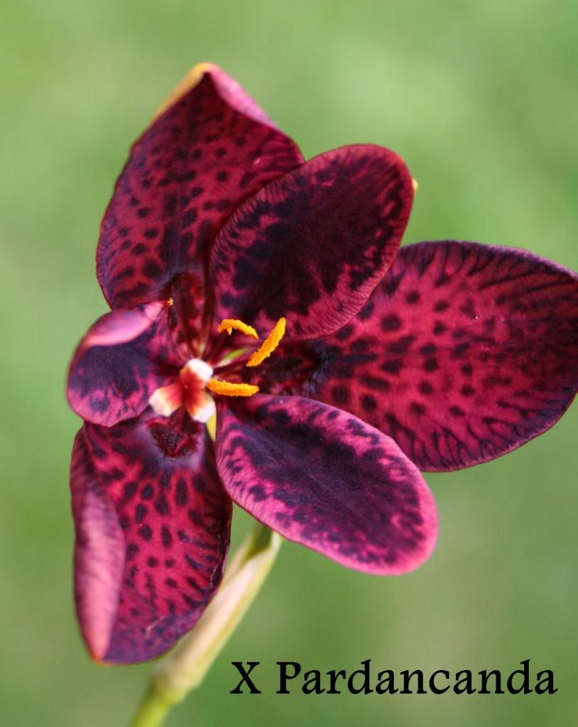 Aug 2013 photo IMG_9693_zps360dbe6e.jpg