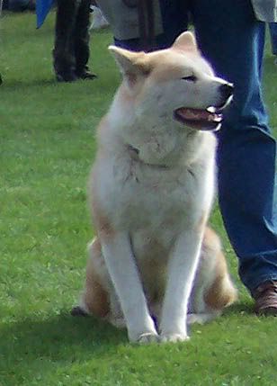 akita1.jpg