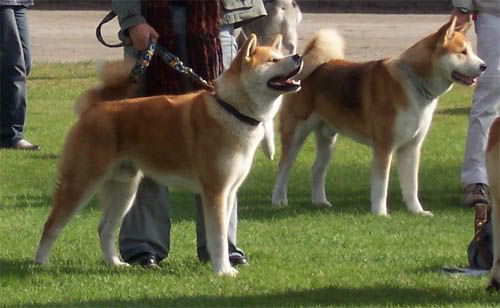 akita3.jpg