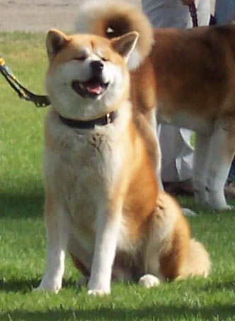 akita4.jpg