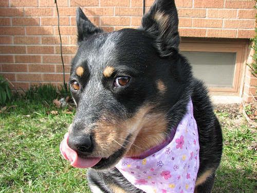 Jasmine wearing her new bandanna