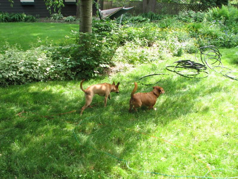 Cody (on left) and Angel