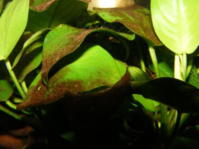 Was ist das? - braune Algen? - Aquarium Forum