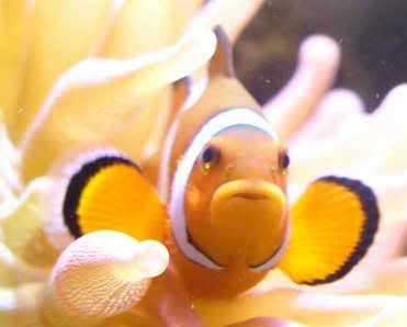 clown - Photo Contest: Peace on Earth  - sponsored by Amazon Stingrays