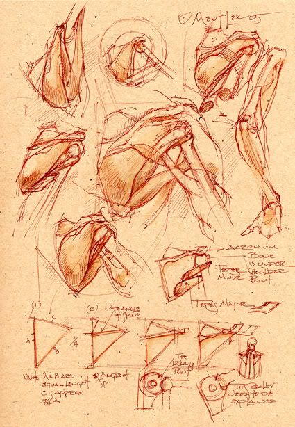 042105d.jpg (425×614) | Human anatomy drawing, Anatomy sketches