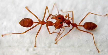 Beginilah gaya cengkerama dua semut yang bertemu muka...