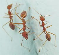 Semut-semut berjalan di lajur yang sama...