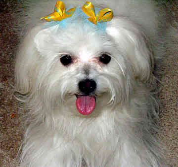 Image hosted by Photobucket.com