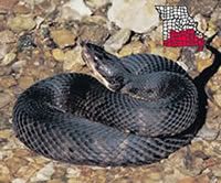 cottonmouthwatermoccasin.jpg