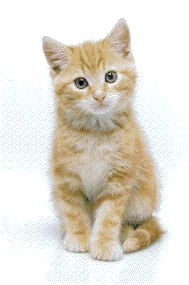 Image hosted by Photobucket.com