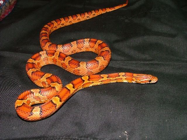 DSCF2475.jpg