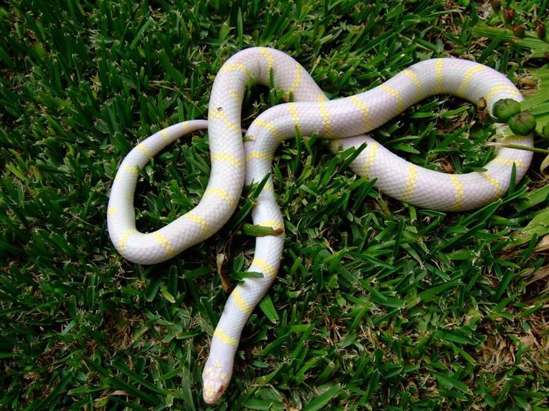 Snakes002Medium.jpg