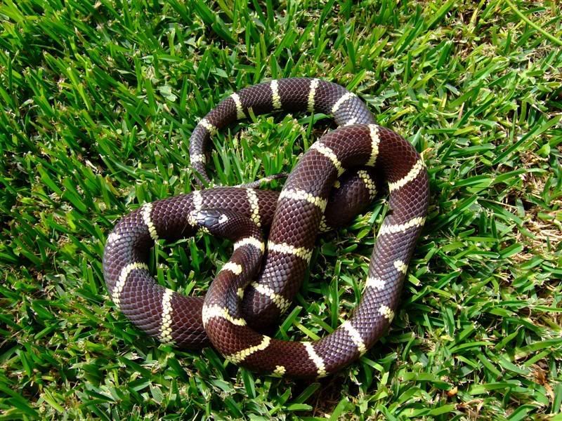 Snakes007Medium.jpg