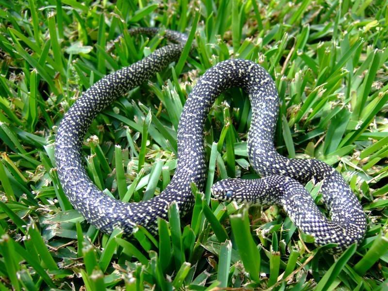 Snakes011Medium.jpg