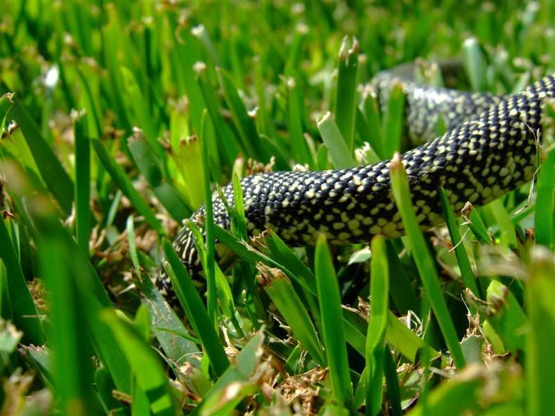 Snakes013Medium.jpg