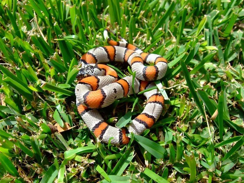 Snakes016Medium.jpg