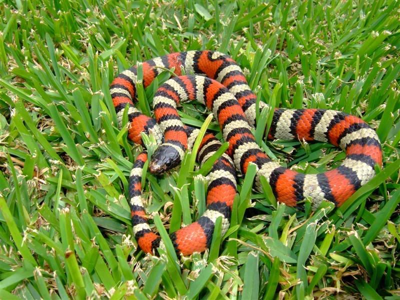 Snakes019Medium.jpg