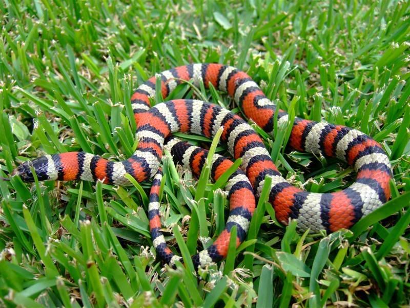 Snakes020Medium.jpg