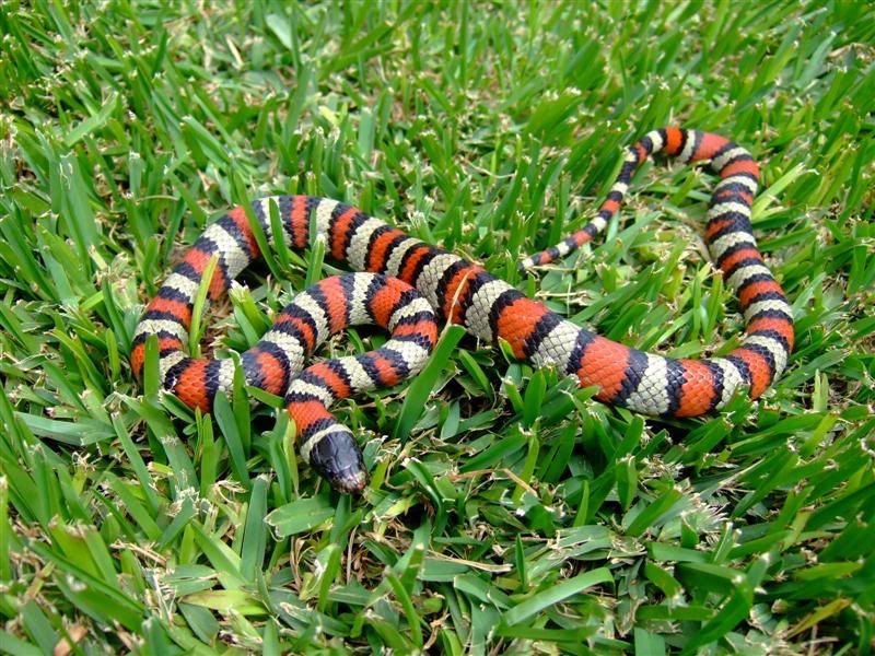 Snakes022Medium.jpg