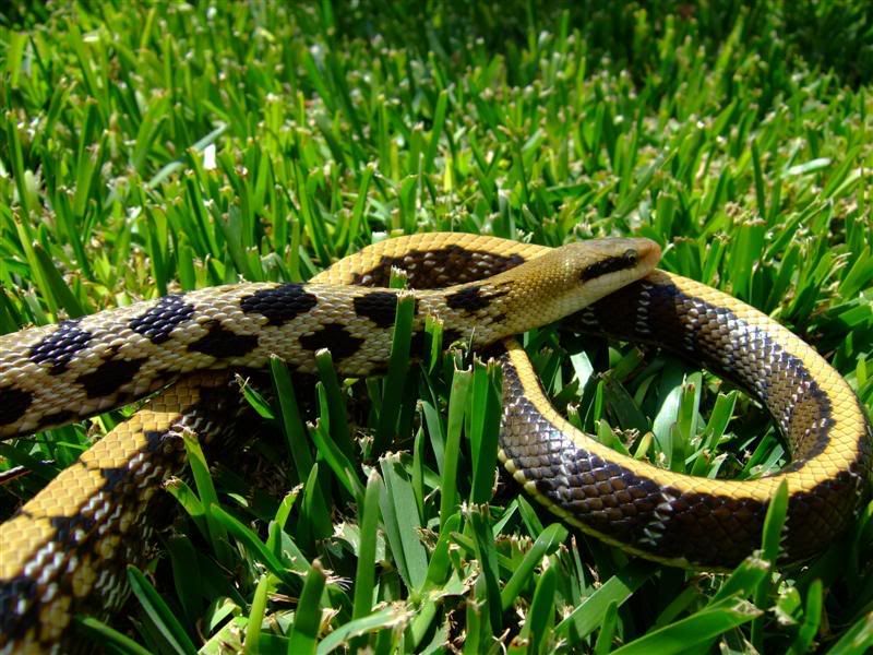 Snakes026Medium.jpg