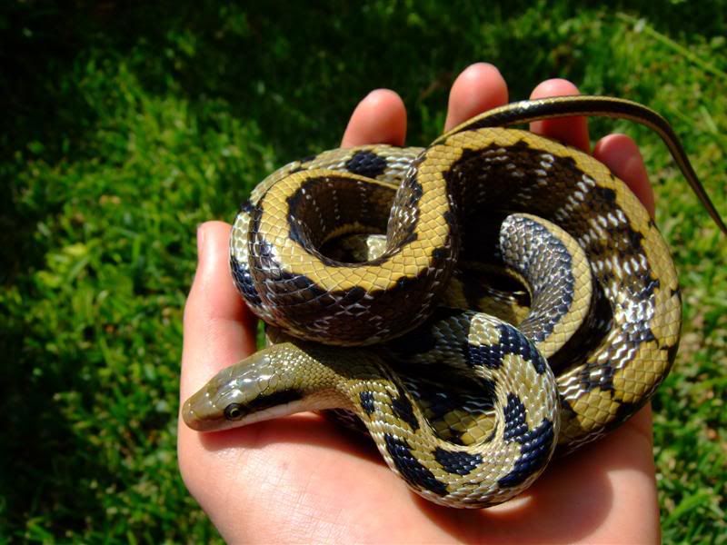 Snakes028Medium.jpg
