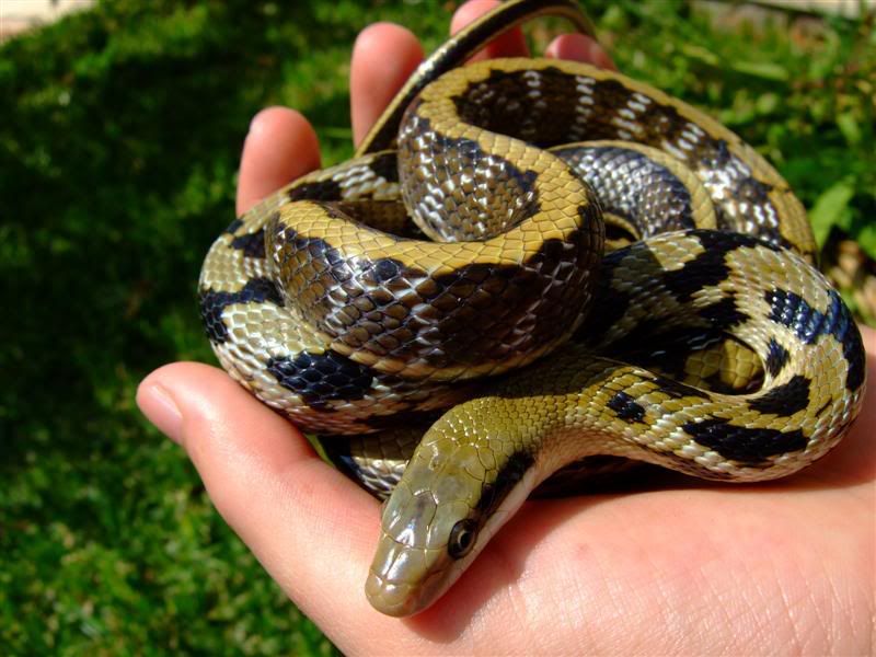 Snakes029Medium.jpg