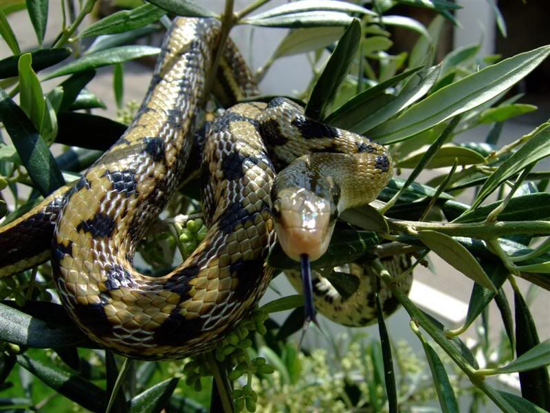 Snakes032Medium.jpg