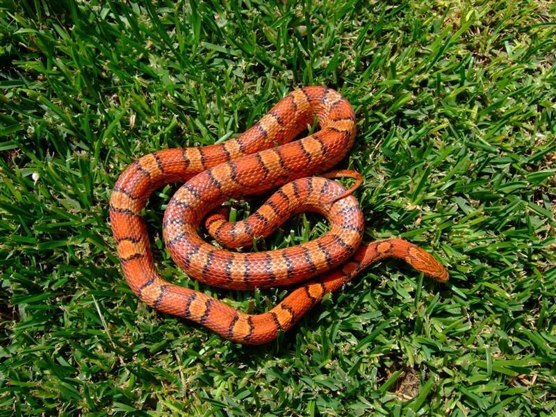 Snakes035Medium.jpg