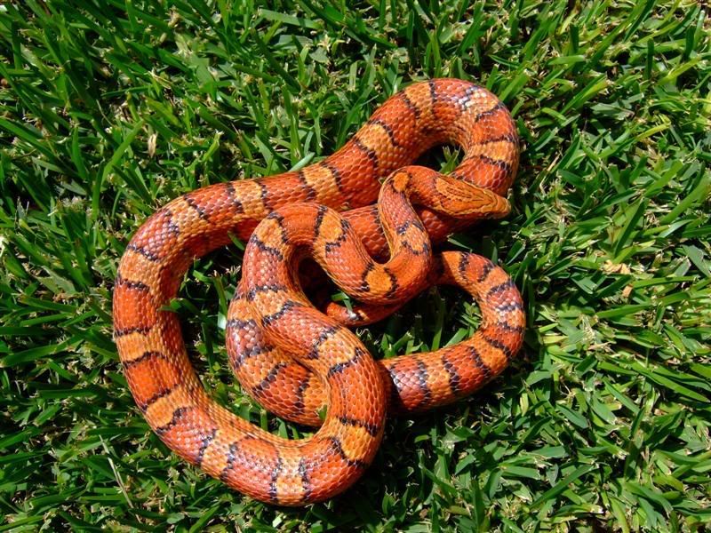 Snakes036Medium.jpg