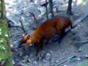 Mousedeer, the name of this cute small little animal smaller then my doggies =)