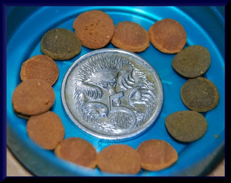 TetraMinVarietyWafers004c.jpg